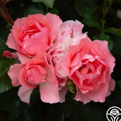 Passionate Kisses®><noscript><img width=