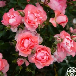 Passionate Kisses®><noscript><img width=