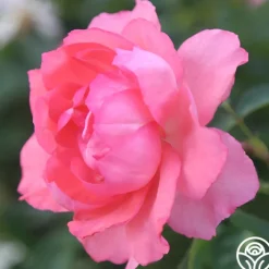 Passionate Kisses®><noscript><img width=