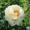 Pastelegance>Heirloom Roses Clearance