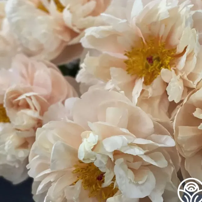 Pastelegance>Heirloom Roses Clearance