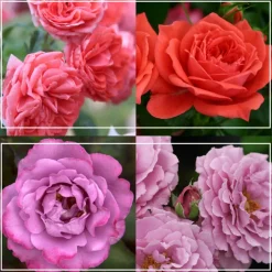 Patio Favorites Collection>Heirloom Roses Sale