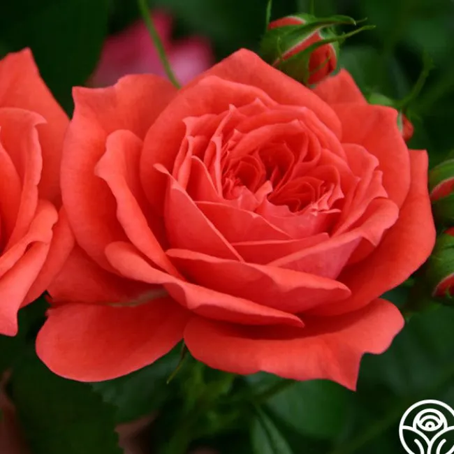 Patio Favorites Collection>Heirloom Roses Sale