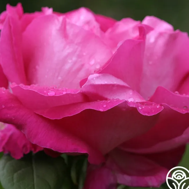 Paul Neyron>Heirloom Roses Hot