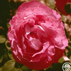 Paul Neyron>Heirloom Roses Hot