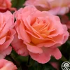 Paul Shirville>Heirloom Roses Best