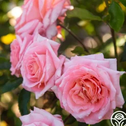 Paul Shirville>Heirloom Roses Best