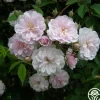 Paul's Himalayan Musk>Heirloom Roses Discount