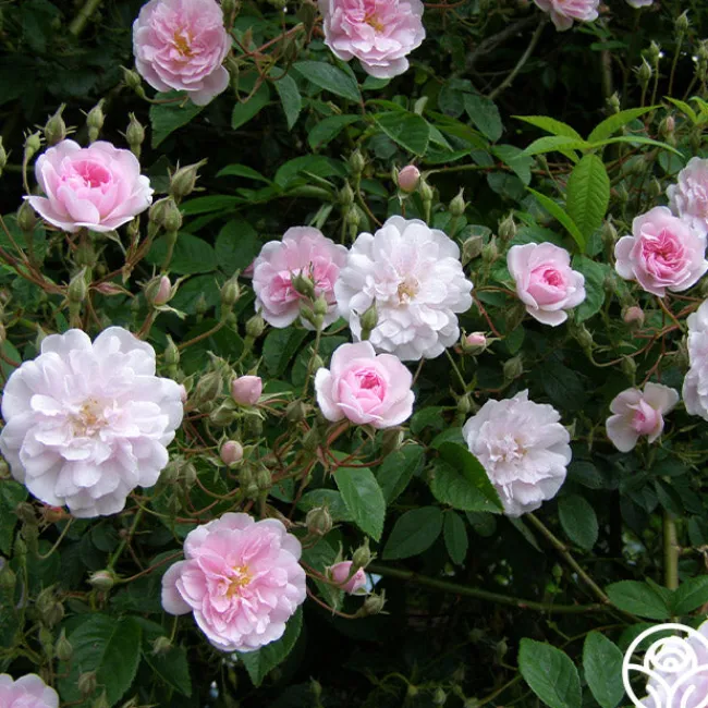 Paul's Himalayan Musk>Heirloom Roses Discount