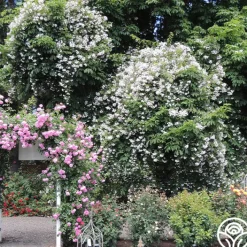 Paul's Himalayan Musk><noscript><img width=