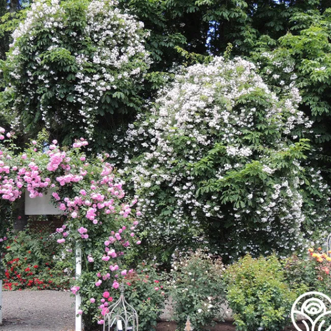 Paul's Himalayan Musk>Heirloom Roses Discount