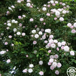 Paul's Himalayan Musk><noscript><img width=