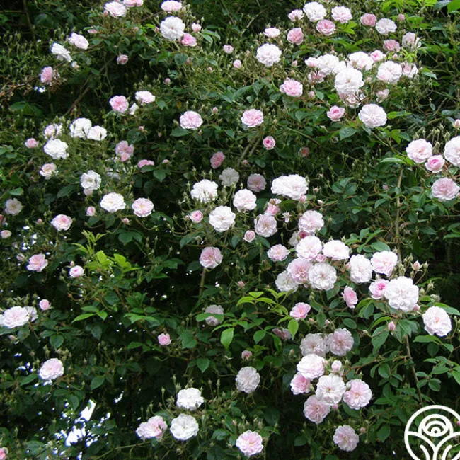 Paul's Himalayan Musk>Heirloom Roses Discount