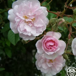 Paul's Himalayan Musk><noscript><img width=
