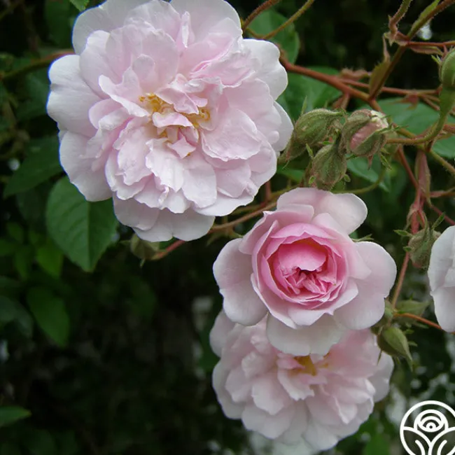 Paul's Himalayan Musk>Heirloom Roses Discount