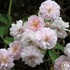 Paul's Himalayan Musk><noscript><img width=