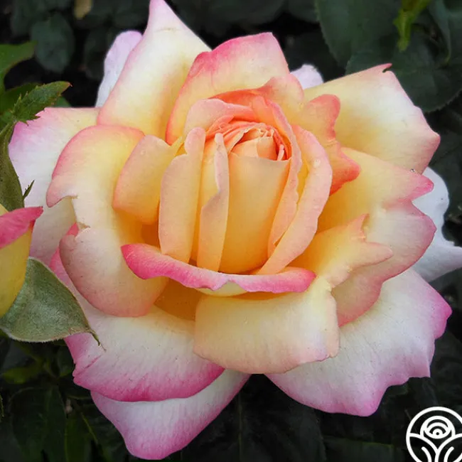 Peace>Heirloom Roses New