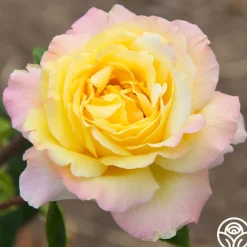Peace>Heirloom Roses New