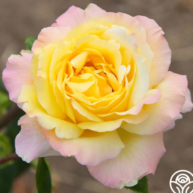 Peace>Heirloom Roses New