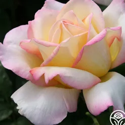 Peace><noscript><img width=