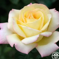 Peace><noscript><img width=