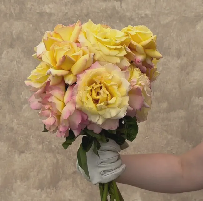 Peace>Heirloom Roses New