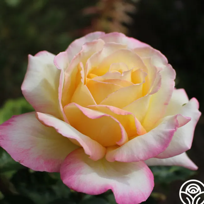 Peace>Heirloom Roses New