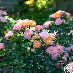 Peach Drift®>Heirloom Roses Hot