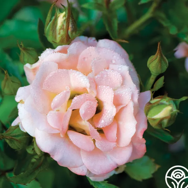 Peach Drift®>Heirloom Roses Hot