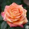 Peach Swirl™>Heirloom Roses Clearance