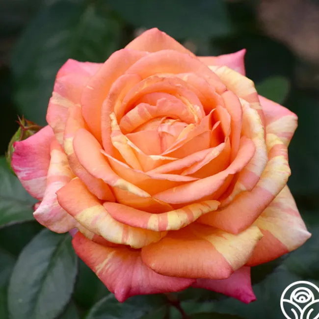 Peach Swirl™>Heirloom Roses Clearance