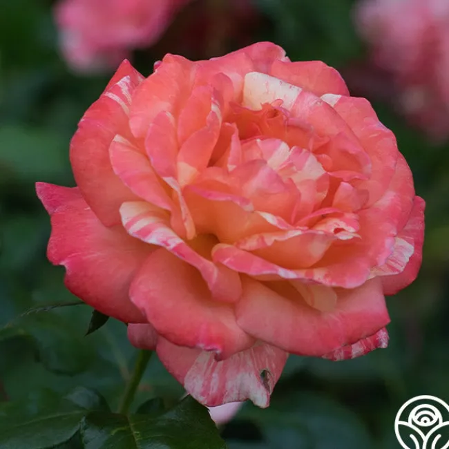 Peach Swirl™>Heirloom Roses Clearance