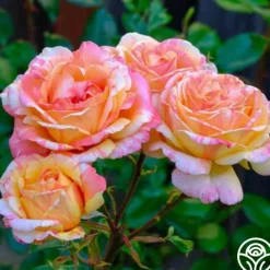 Peach Swirl™><noscript><img width=