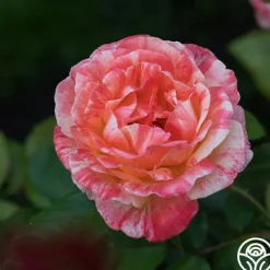 Peach Swirl™><noscript><img width=