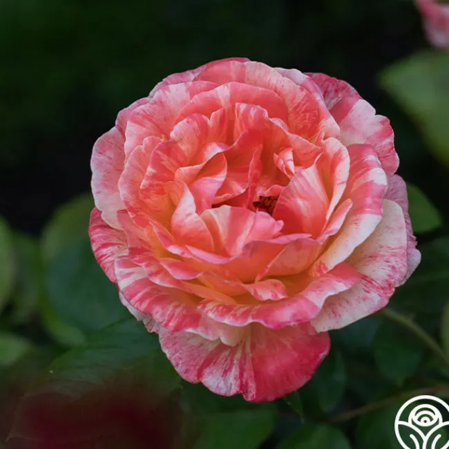 Peach Swirl™>Heirloom Roses Clearance
