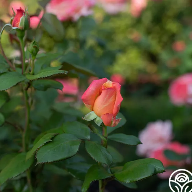 Peach Swirl™>Heirloom Roses Clearance