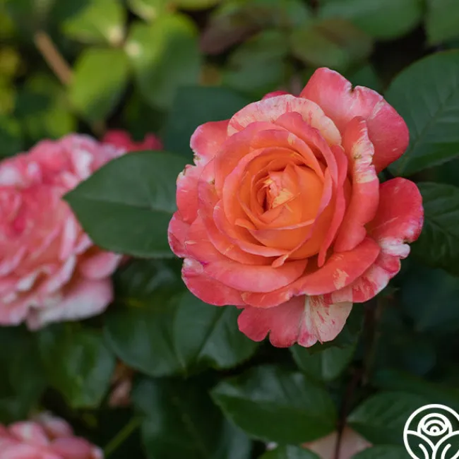 Peach Swirl™>Heirloom Roses Clearance