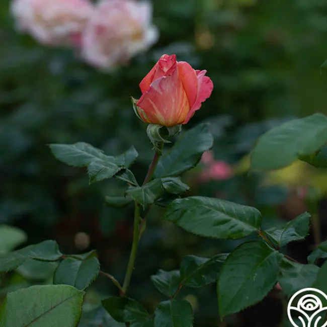 Peach Swirl™>Heirloom Roses Clearance
