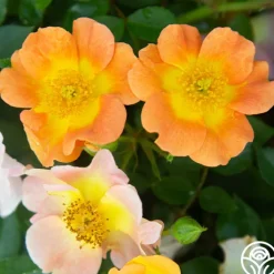 Peachy Creeper>Heirloom Roses Outlet