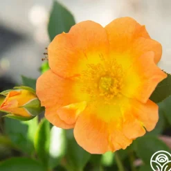 Peachy Creeper>Heirloom Roses Outlet