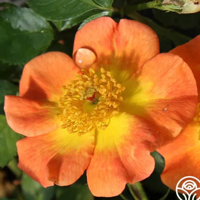 Peachy Creeper>Heirloom Roses Outlet