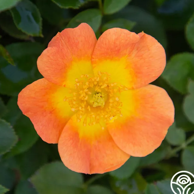 Peachy Creeper>Heirloom Roses Outlet