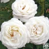 Pearlescent™>Heirloom Roses Outlet