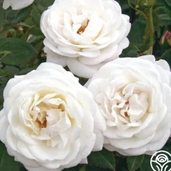 Pearlescent™>Heirloom Roses Outlet