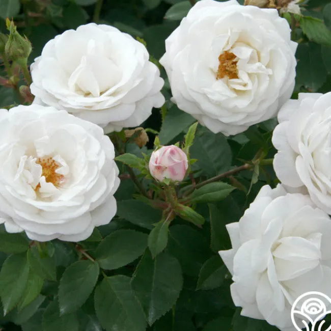 Pearlescent™>Heirloom Roses Outlet