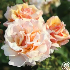 Pearlie Mae>Heirloom Roses New