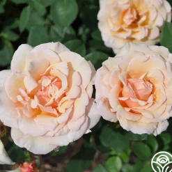 Pearlie Mae>Heirloom Roses New
