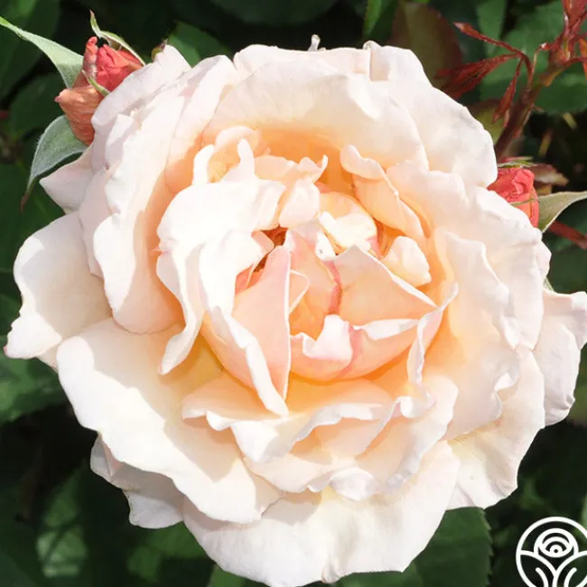 Pearlie Mae>Heirloom Roses New
