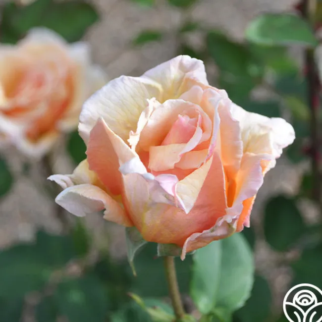 Pearlie Mae>Heirloom Roses New