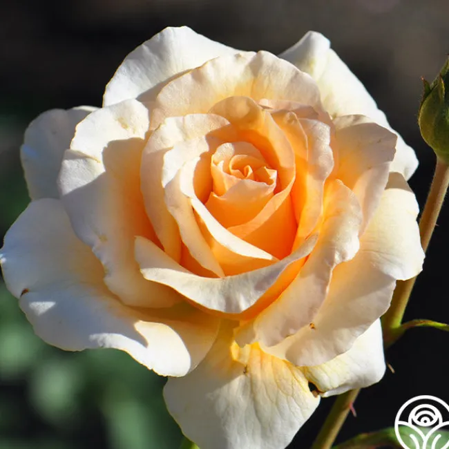 Pearlie Mae>Heirloom Roses New